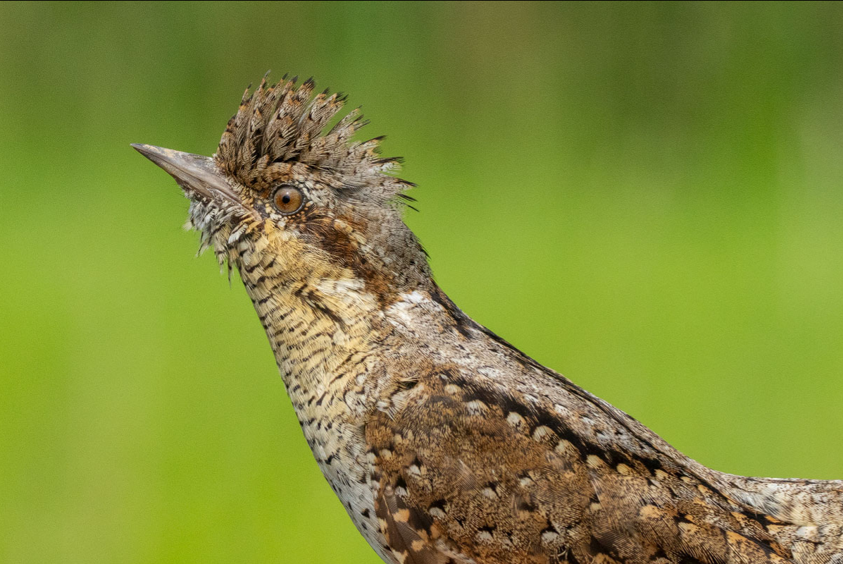 Kaum als Specht zu erkennen: Der Wendehals. Bild zur Verfügung gestellt von Andreas Trepte (www.avi-fauna.info)